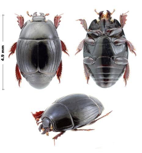Hister amphystrius